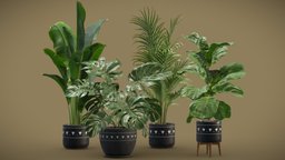 Indoor Plants Pack 17