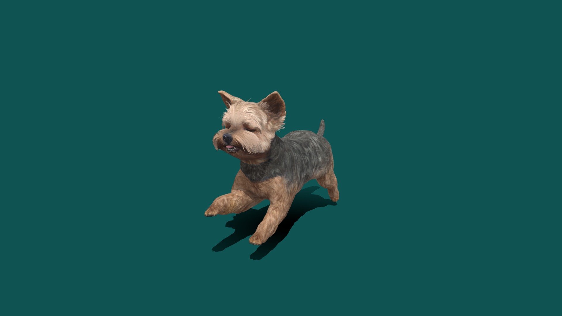 Yorkshireterrier Game Ready 3d model