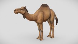 Dromedary Camel