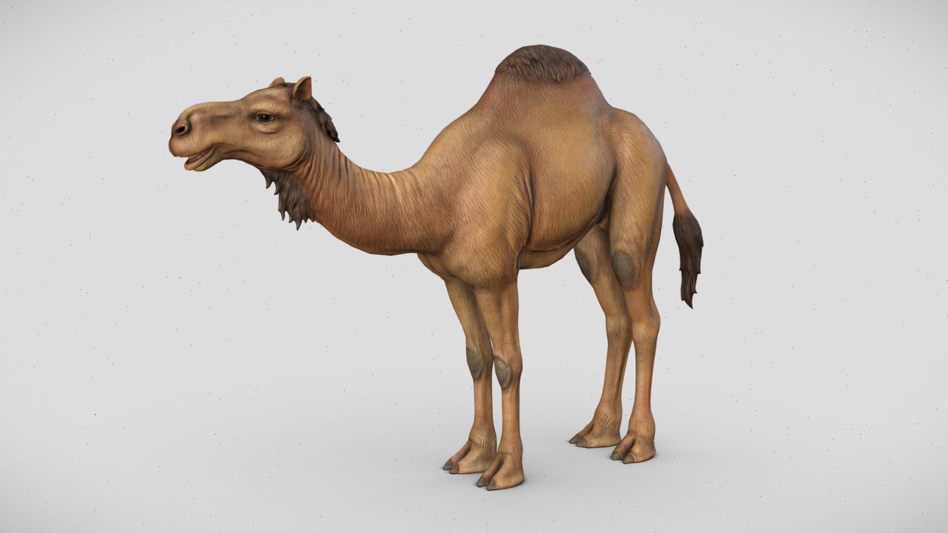 Dromedary Camel 3d model