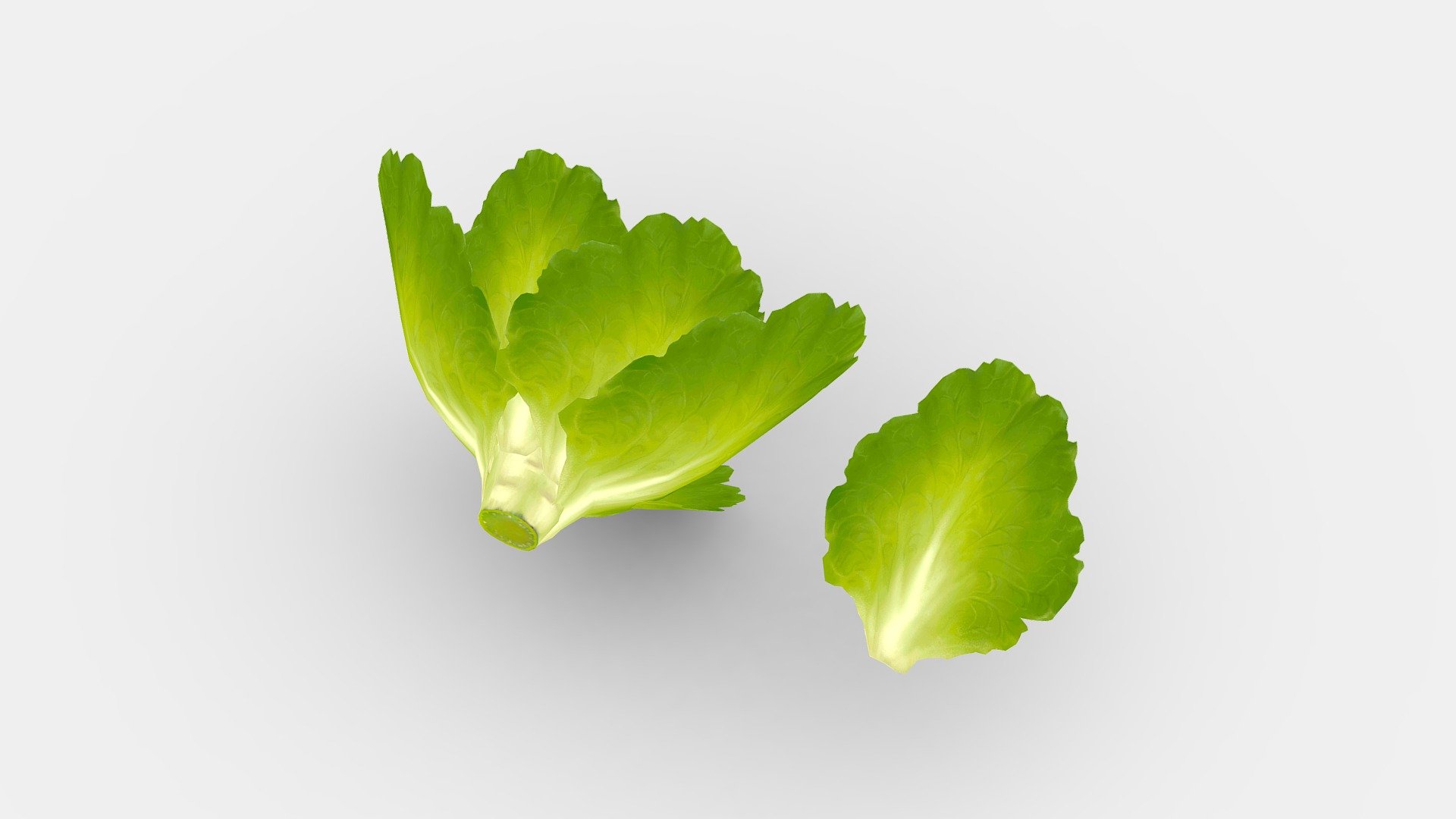 Cartoon Vegetable-lettuce and leaf-green salad 3d model