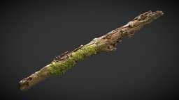 Rotting branch 01