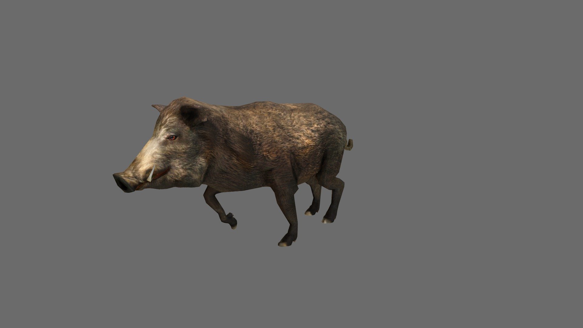 Boar 3d model