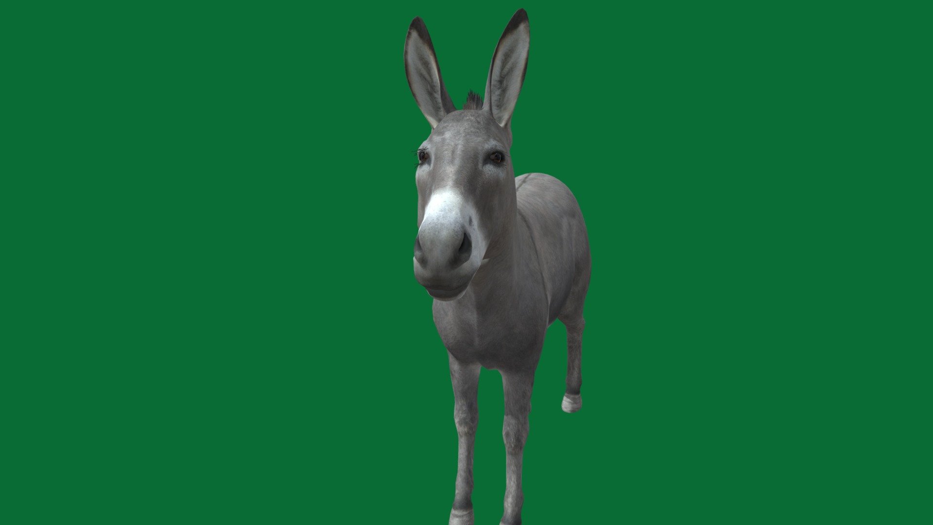 Donkey 3d model