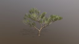 Acacia tree