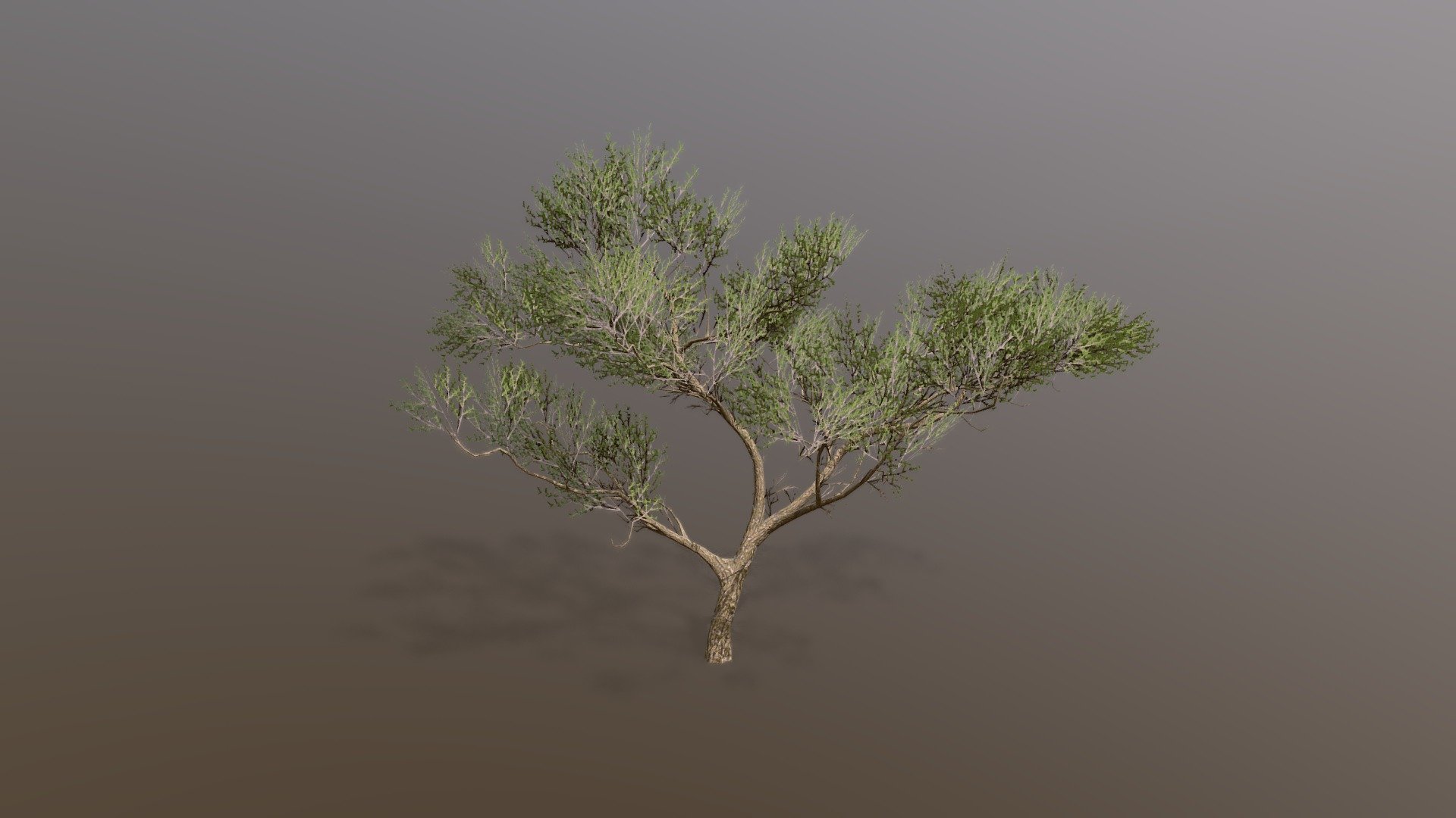 Acacia tree 3d model