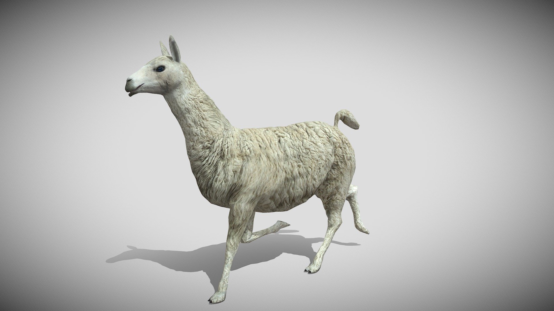 Medhue Llama 3d model