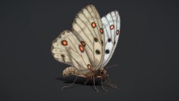 Butterfly Rigged Animated PBR N290