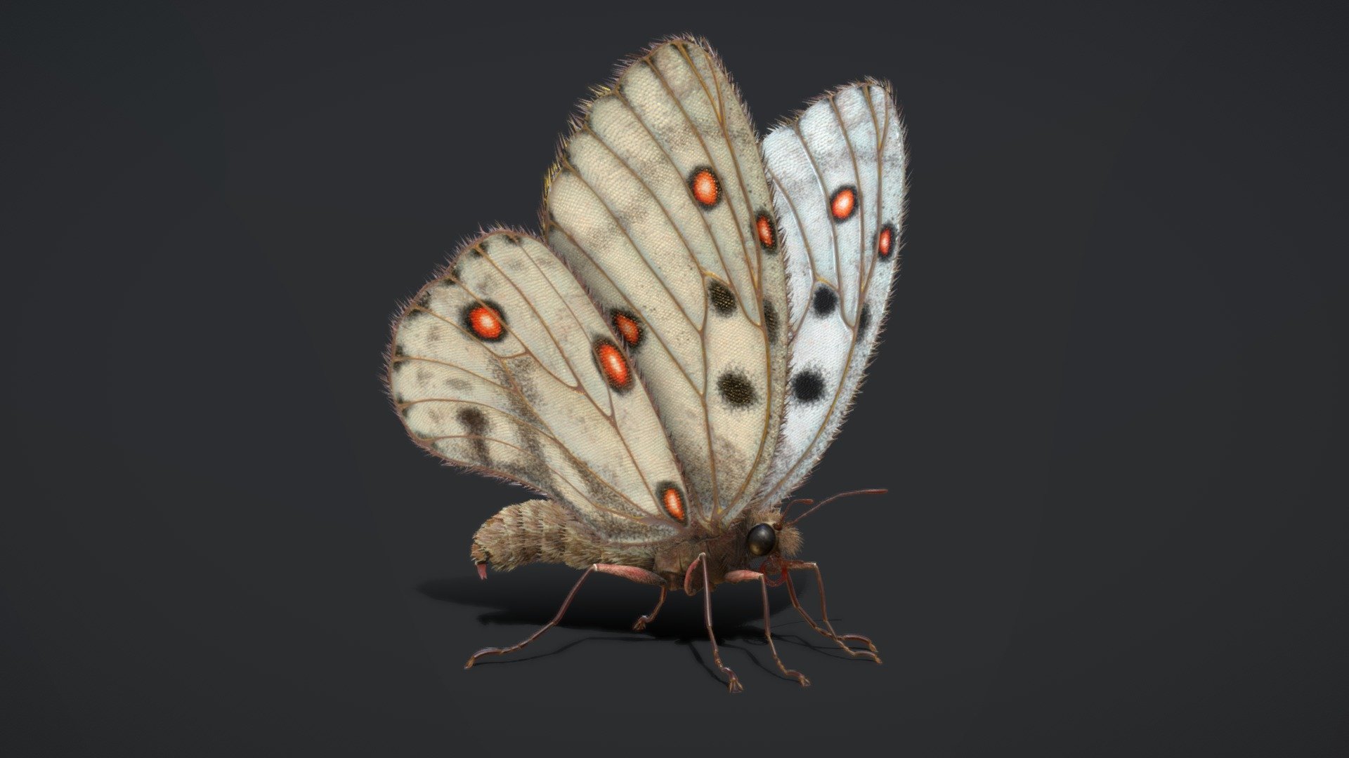 Butterfly Rigged Animated PBR N290 3d model