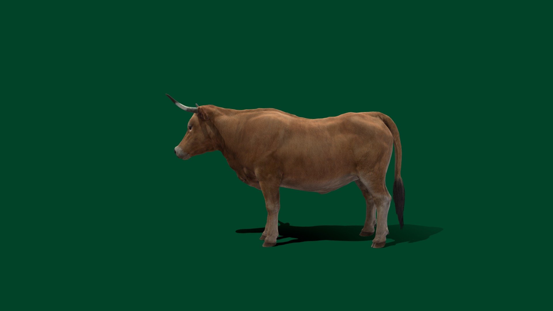 Bos taurus 3d model