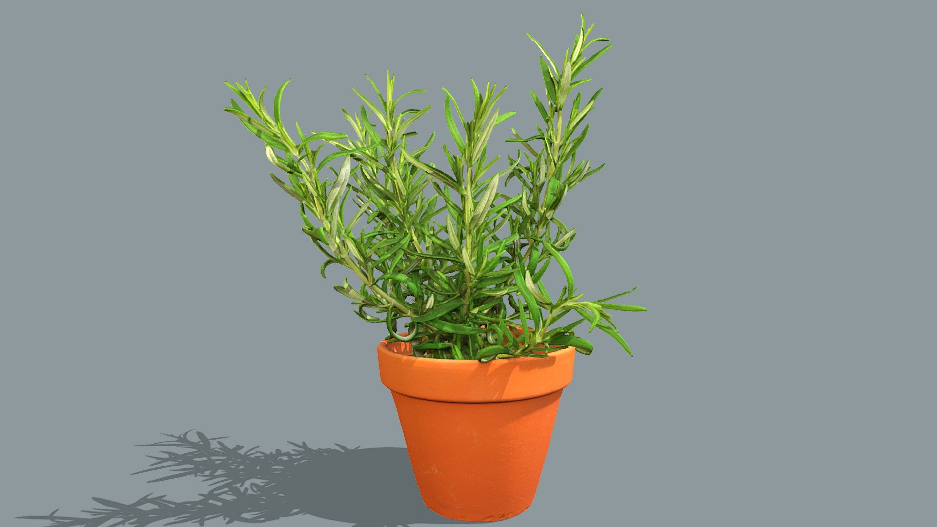 Rosemary plant 3d model