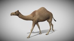 Medhue Camel