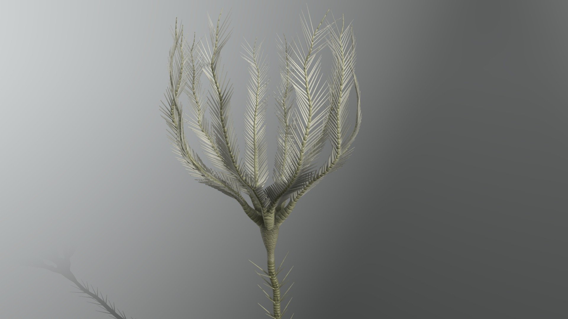 Imitatocrinus gracilior 3d model