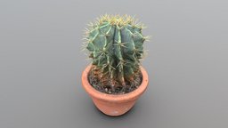 Cactus in pot