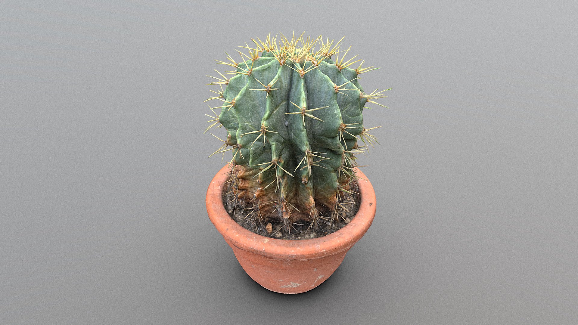 Cactus in pot 3d model