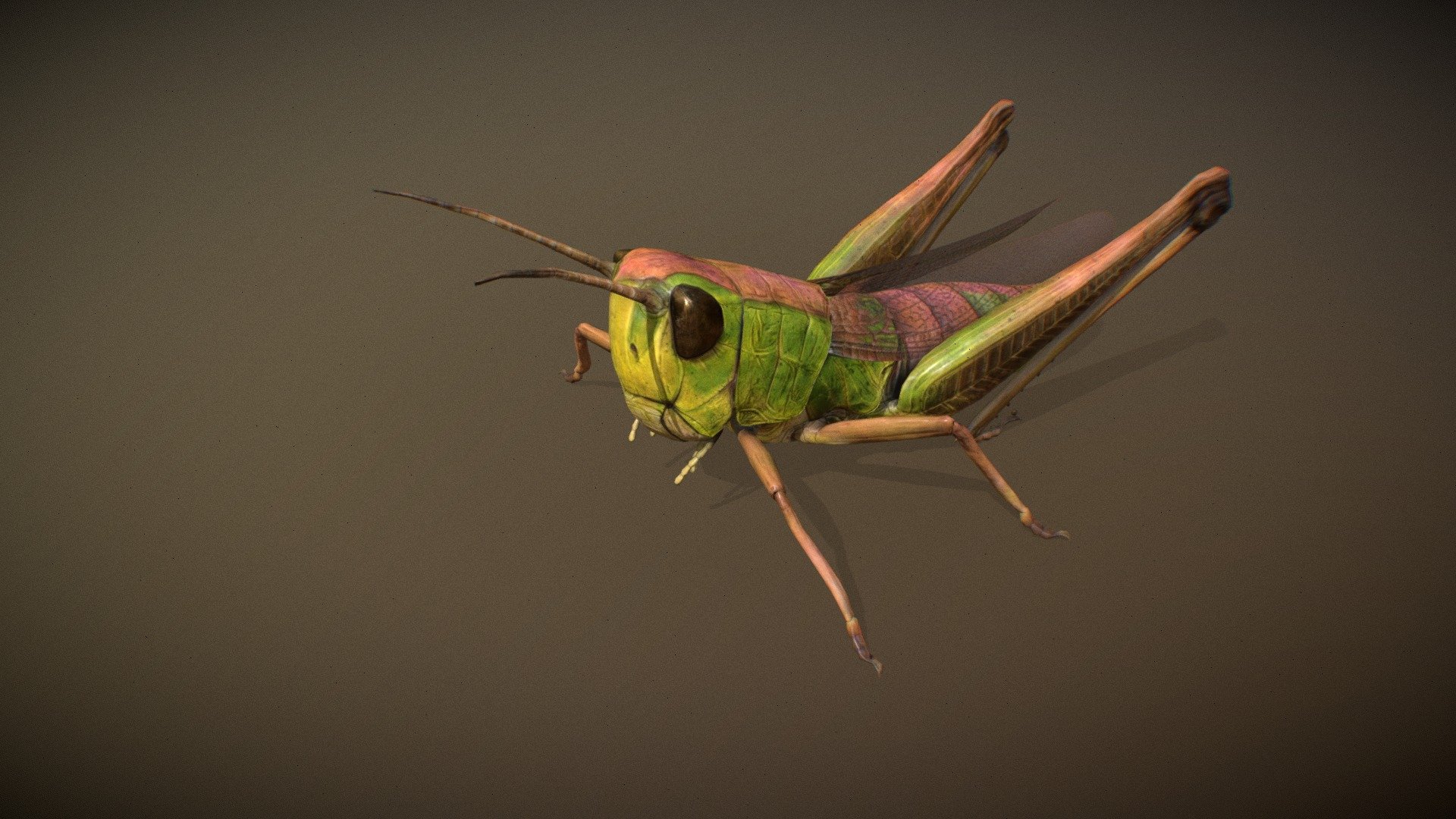 Animalia 3d model