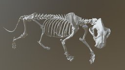 Sumatran Tiger Skeleton