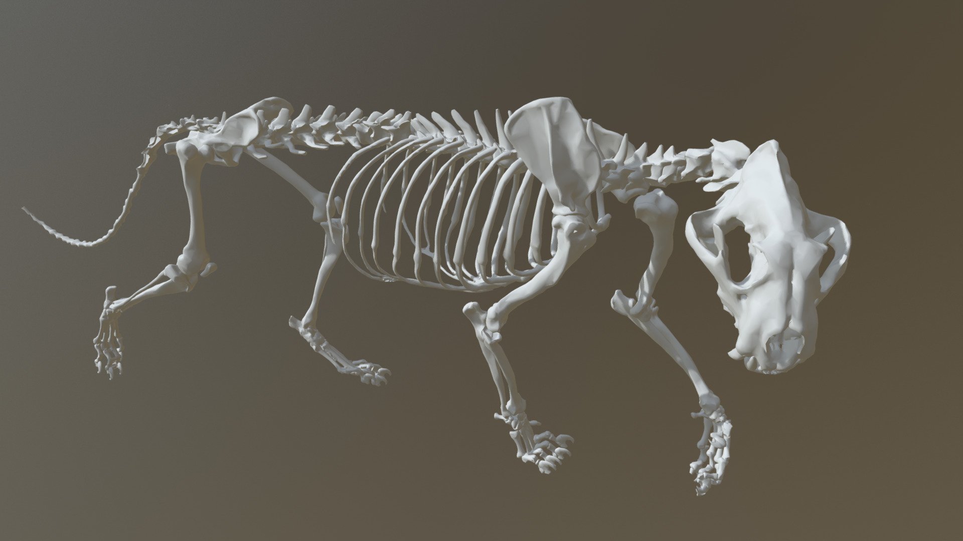 Sumatran Tiger Skeleton 3d model