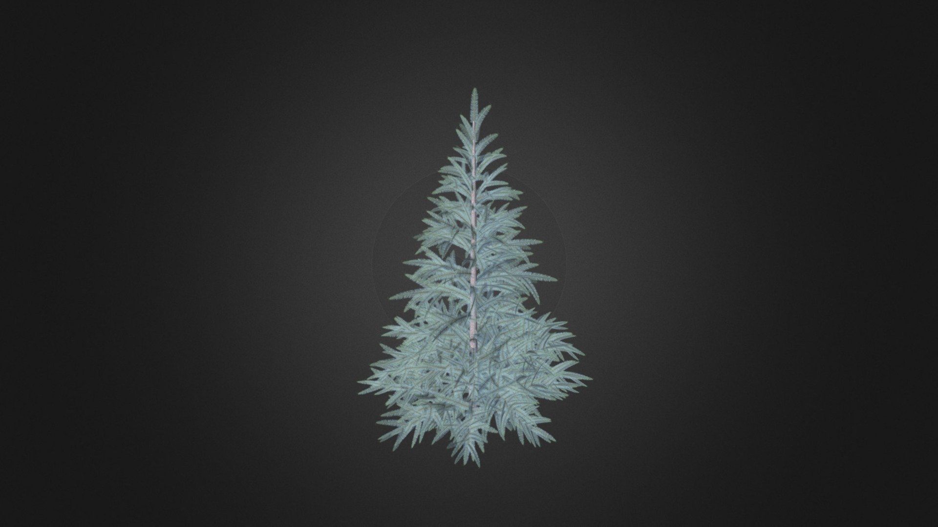 Spruce Tree 3D Model 1.5m 3d model