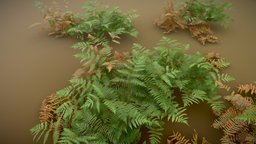 Fern Forest Realistic Collection