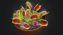 Venus FlyTrap