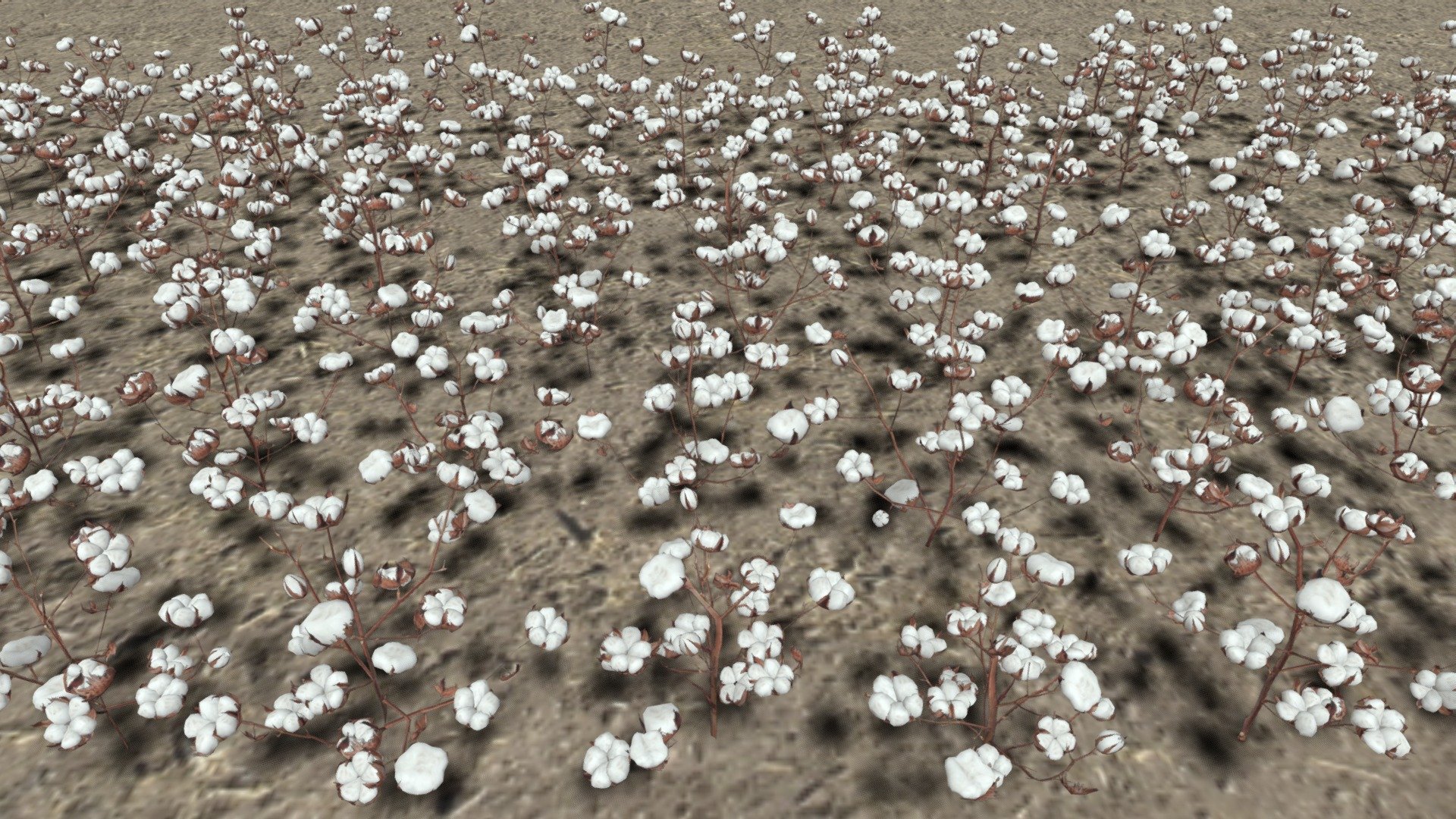 Cotton Plantation 3d model