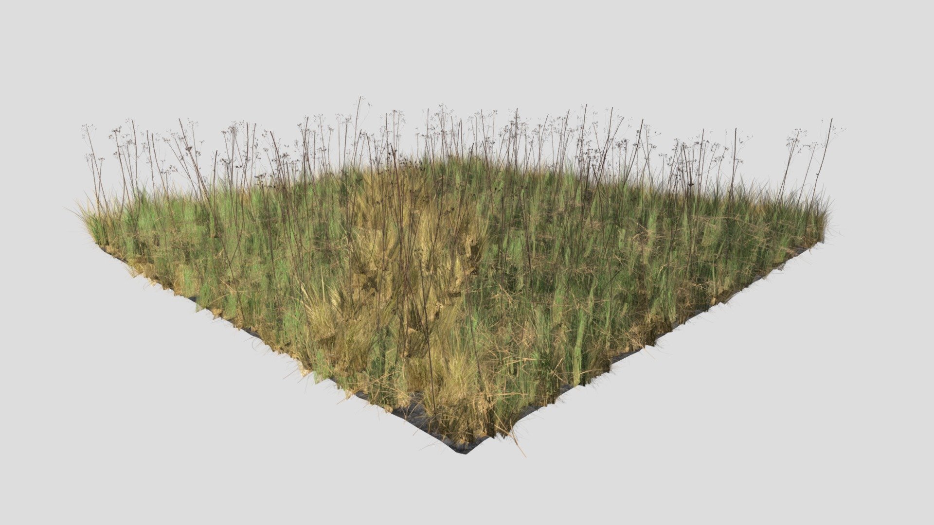 Meadow Patch Dry St Johns Wort 3d model