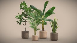 Indoor Plants Pack 24