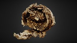 wasps_nest