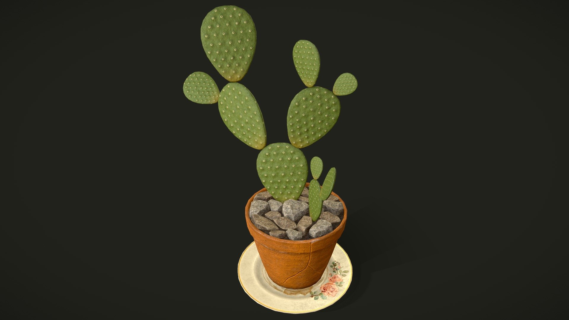 House Cactus Plant 3d model