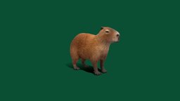 Capybara (Low Poly)