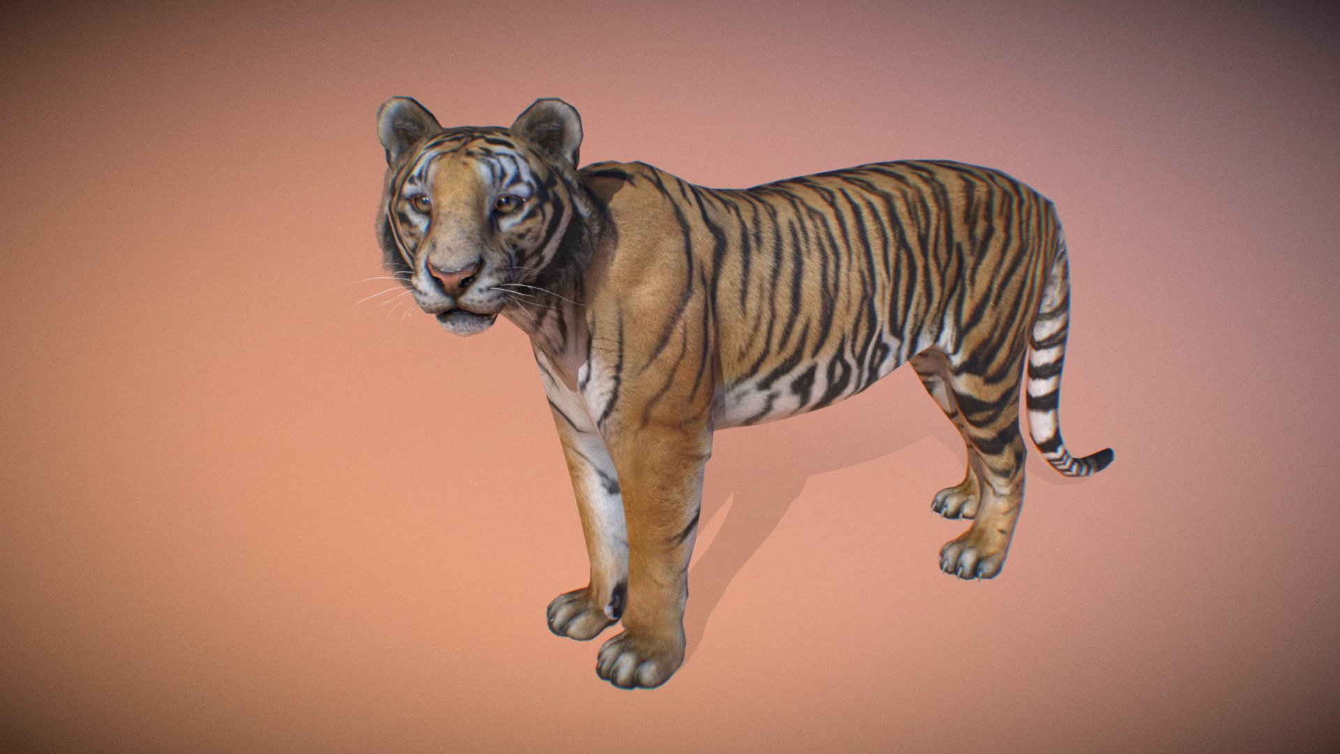 Animalia 3d model