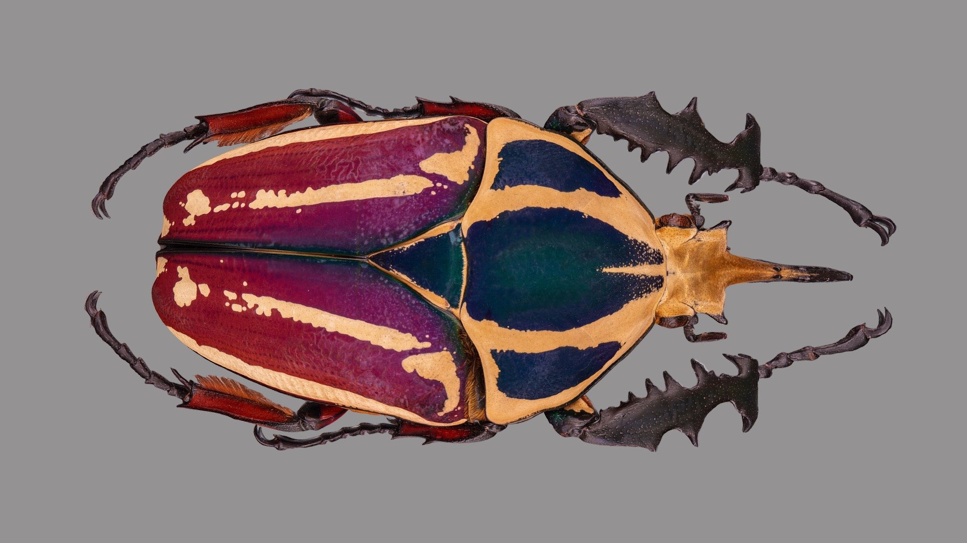 Mecynorrhina ugandensis 3d model