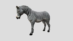 zebra idle animation