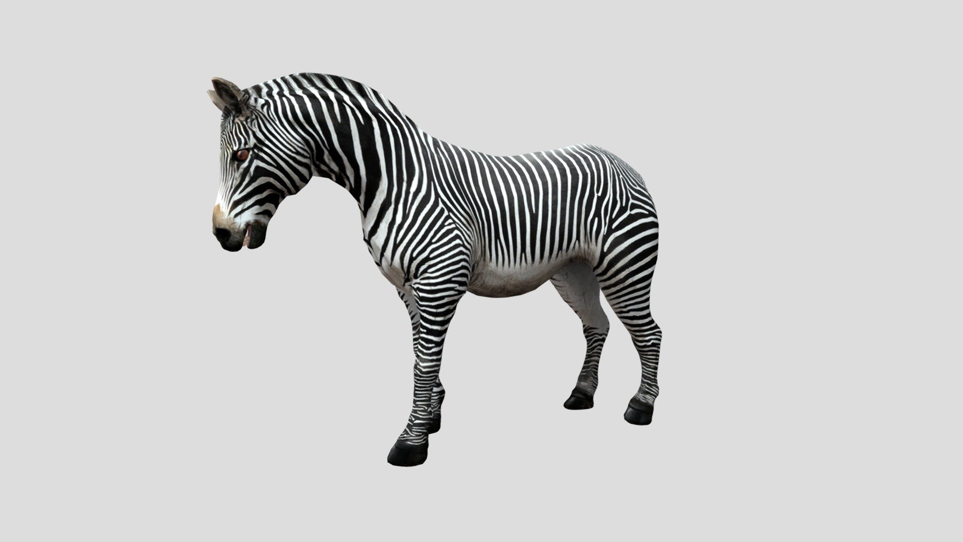 zebra idle animation 3d model