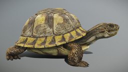 Tortoise Animated Walk-cycle