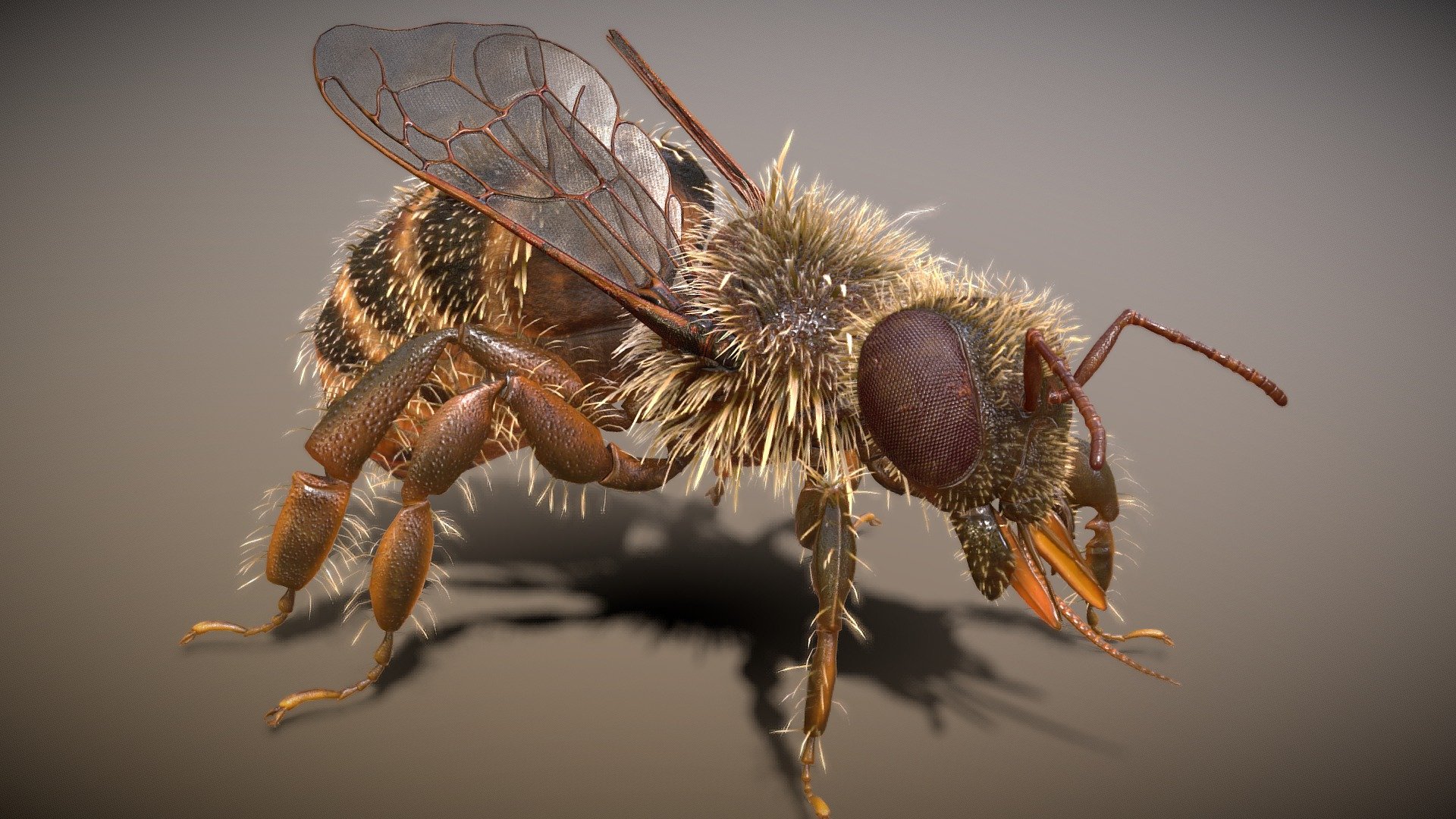 Bee Rigged PBR Low-poly 3d model