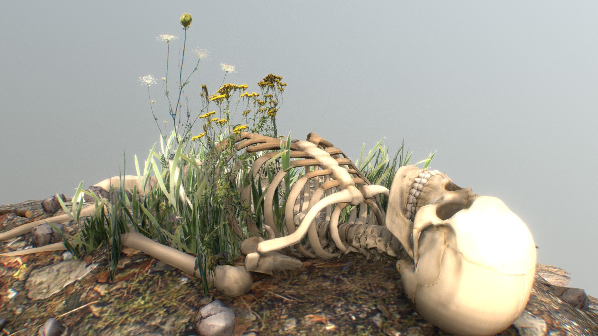 Remains 3d model