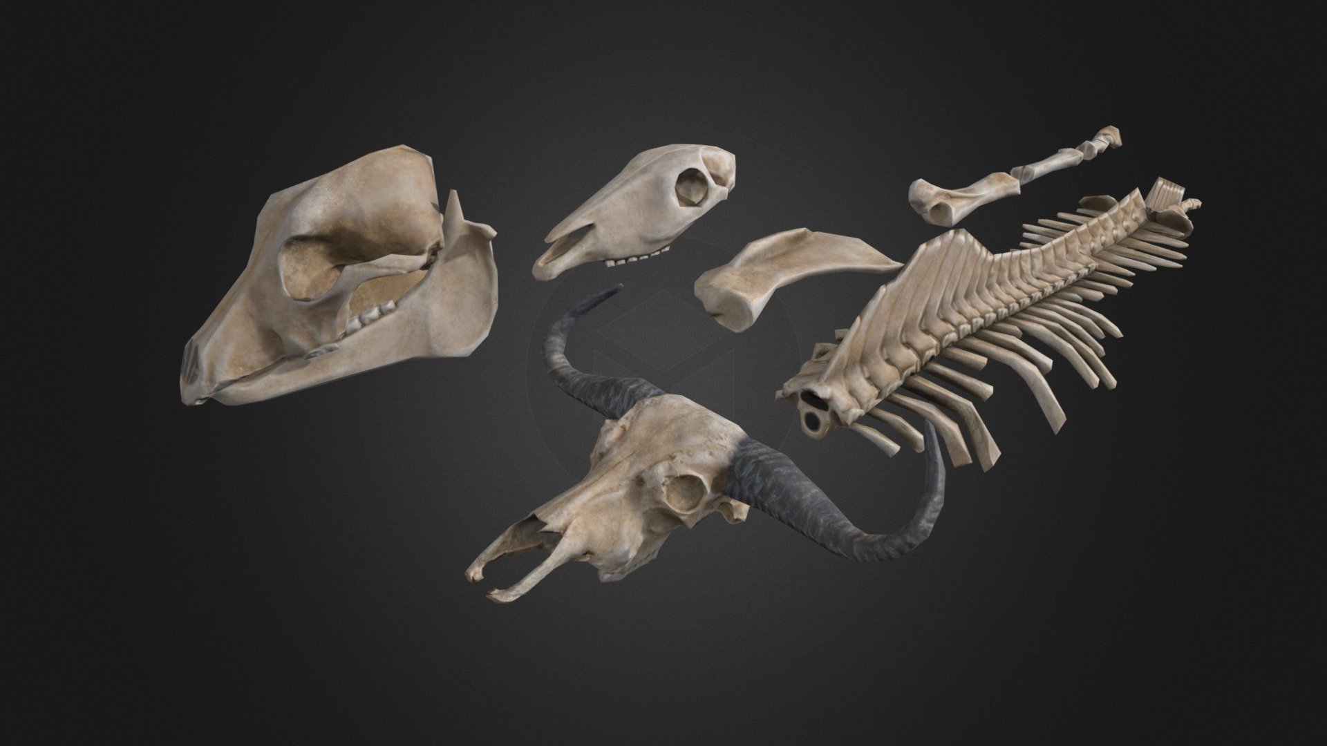 Animal bones 3d model