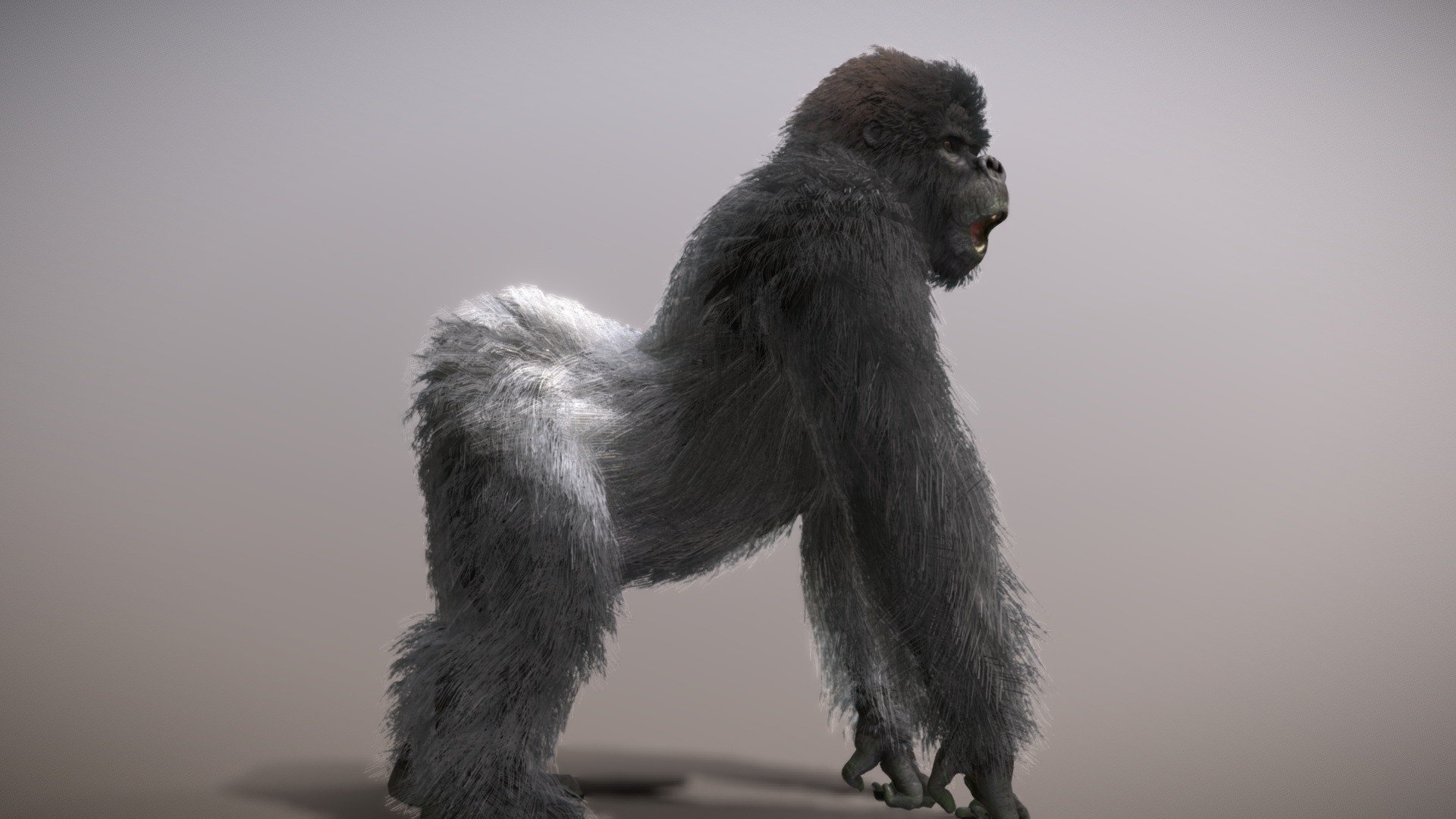 Mountain Gorilla ♂ 3d model