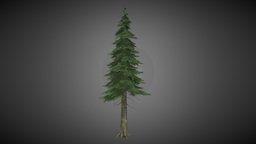 pine tree