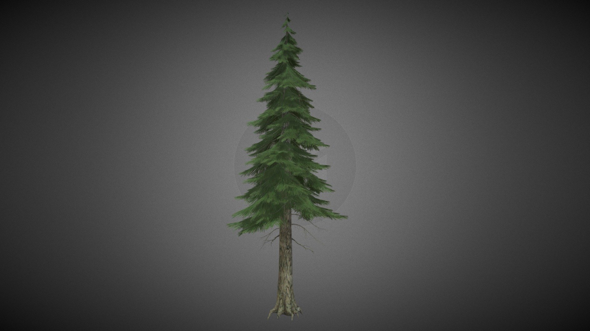 pine tree 3d model