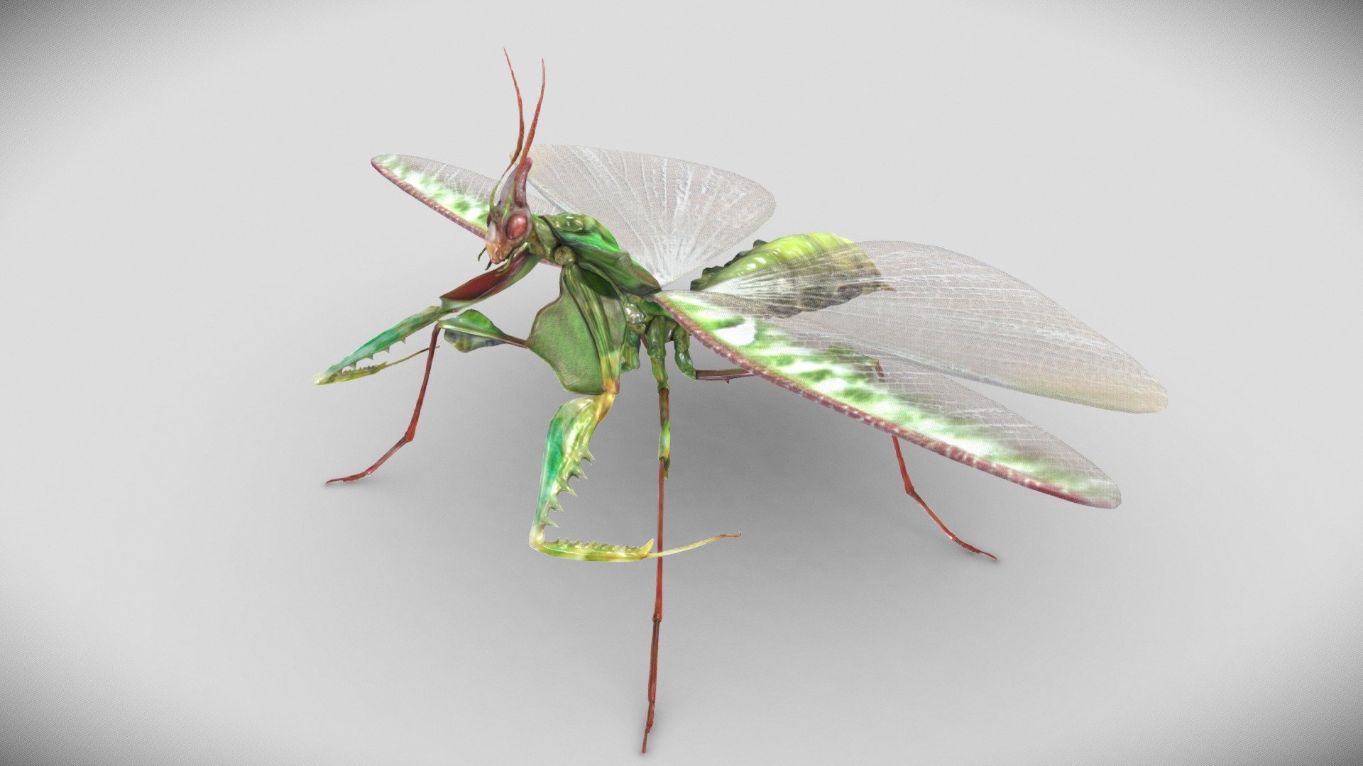 Giant Devils Flower Mantis 3d model