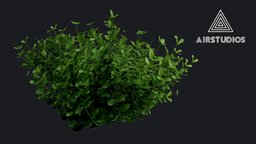 Bush (Realistic)