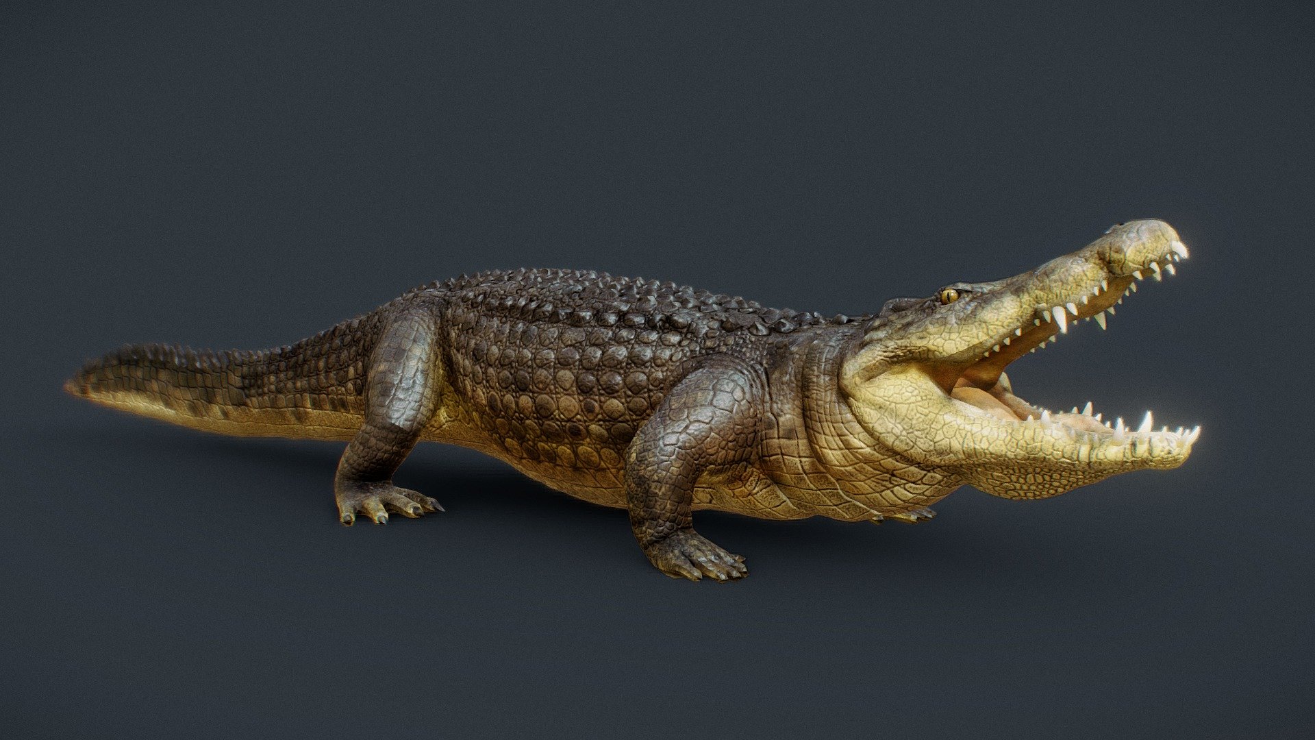 African Crocodile 3d model