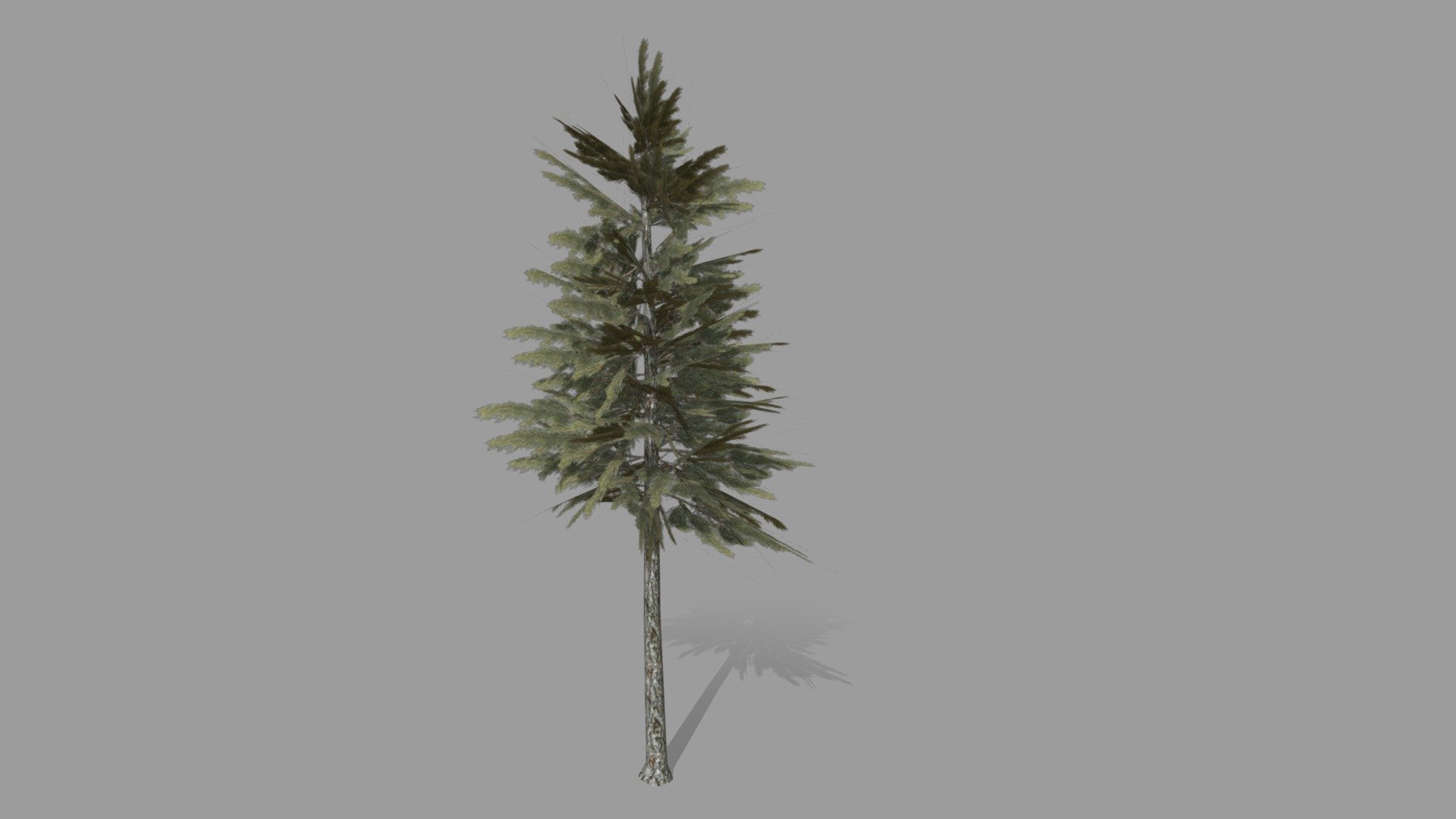 Pine tree low-poly 3d model