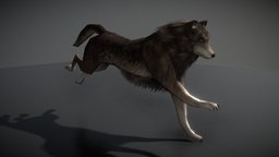 Wolf with Animations