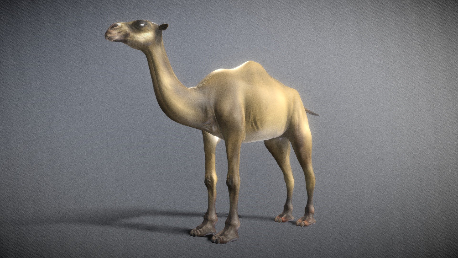 Camel Simple 3d model