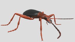 Bombardier Beetle