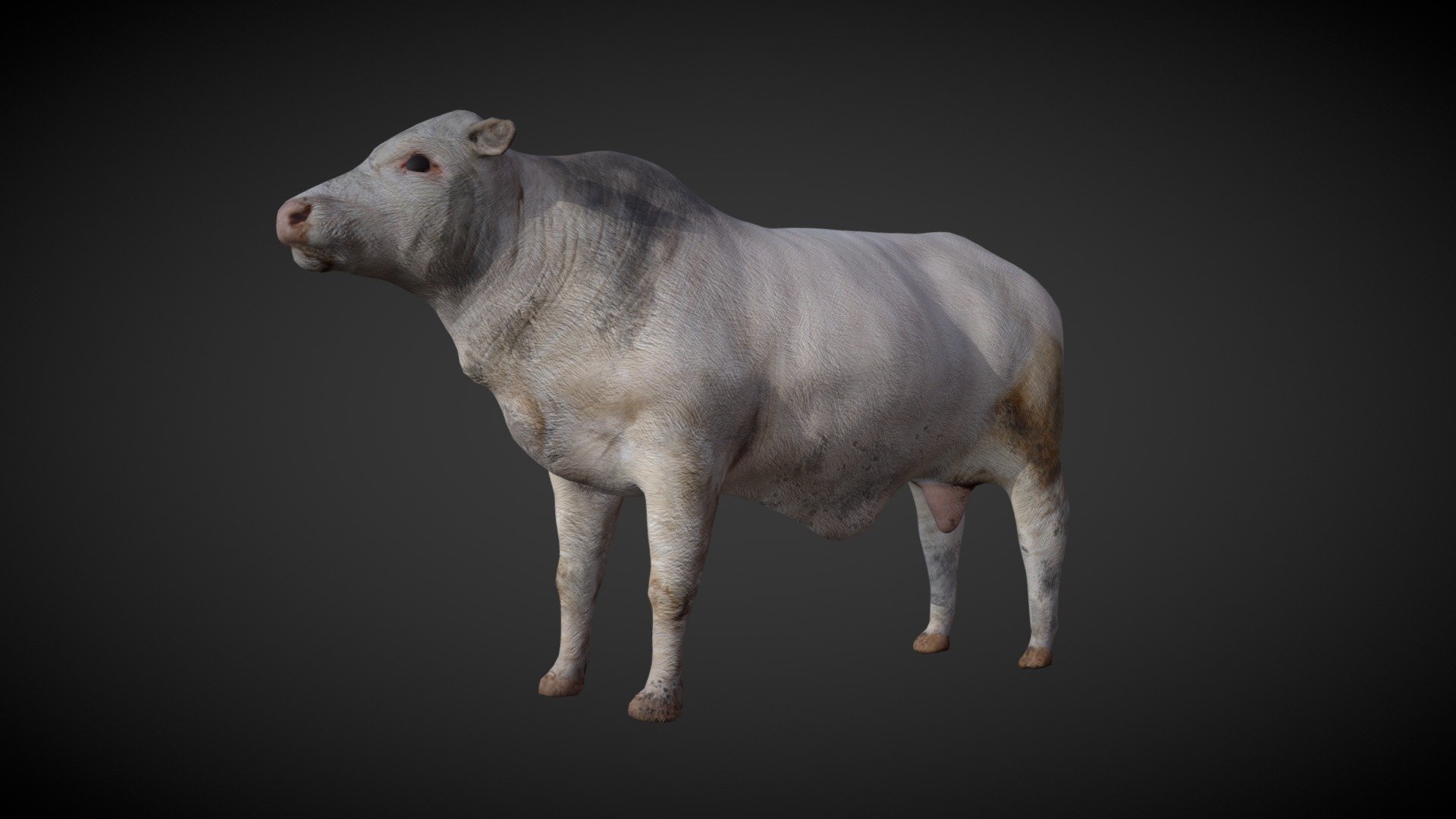 bull 3d model